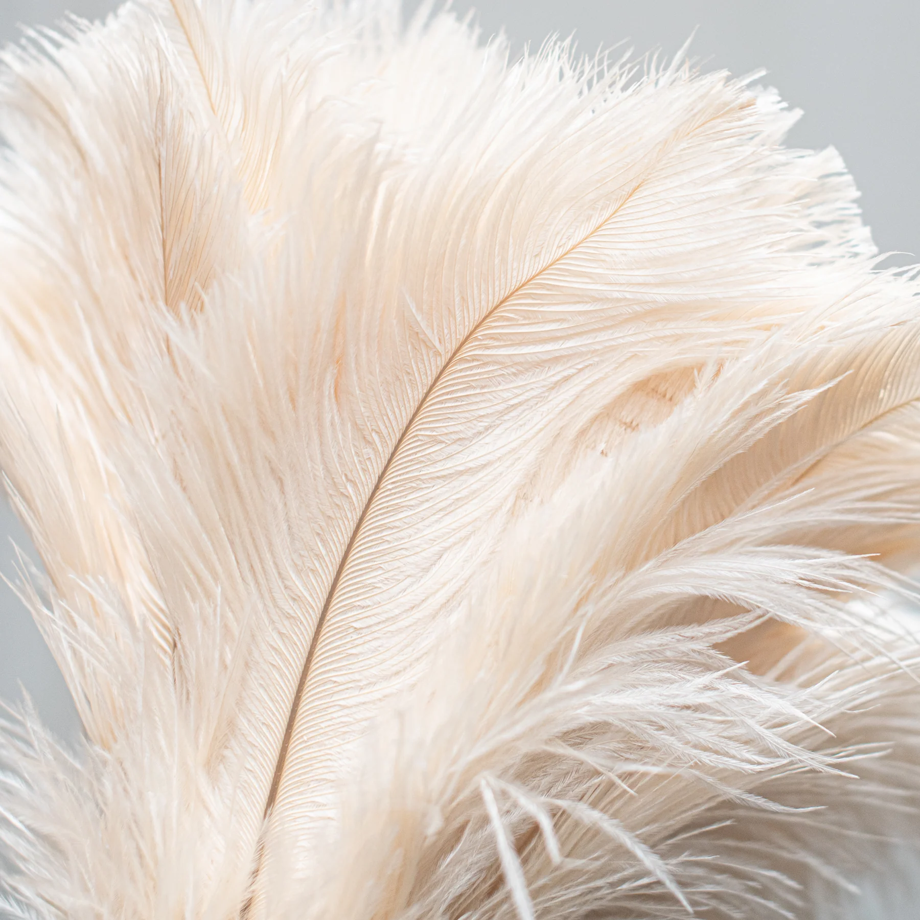 Cream Feather Duster (900mm)