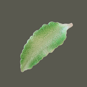 Empire Ware Long Cabbage Leaf Plate