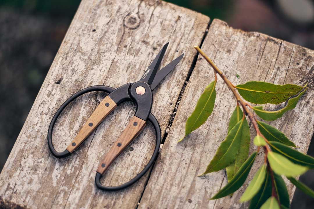 Scissors Small - Walnut